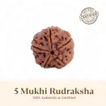 5 Mukhi Rudraksha - Single Bead