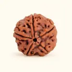 5 Mukhi Rudraksha - Single Bead