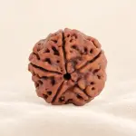 5 Mukhi Rudraksha - Single Bead